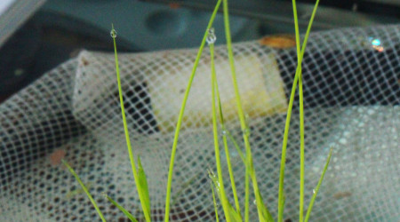 culture du riz paddy