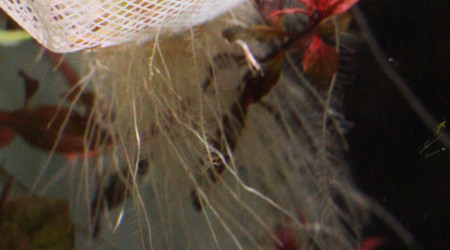 culture du riz paddy