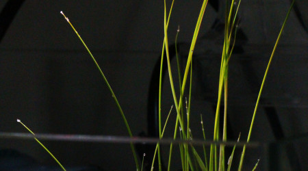 La poésie de la culture du riz paddy