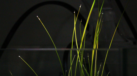 La poésie de la culture du riz paddy