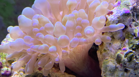 aquarium Fishtank