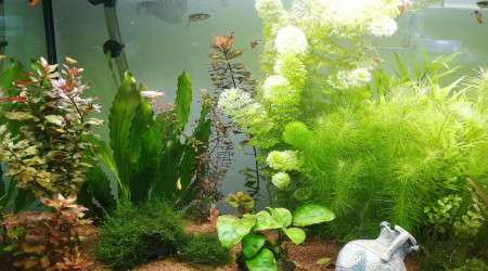 Ça pousse bien sans CO2 ni engrais