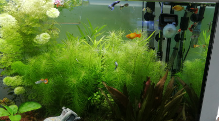 Ça pousse bien sans CO2 ni engrais