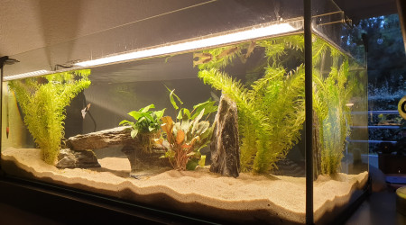 aquarium 80L Guppies et Pleurodeles de Waltl