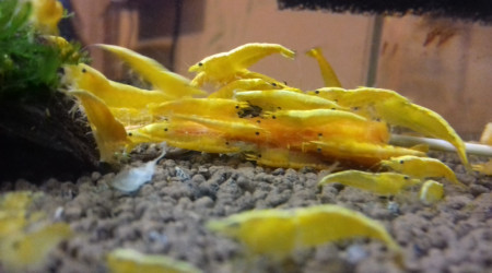 CREVETTE YELLOW FIRE NEON