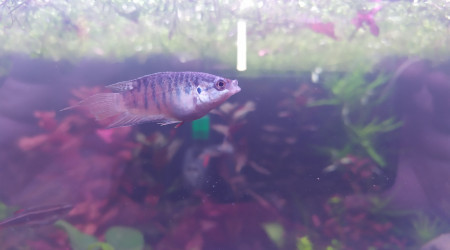 Macropodus opercularis