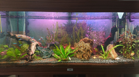 aquarium Biotope amazonien