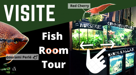 FISH ROOM TOUR