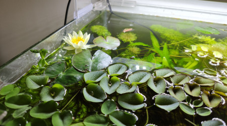 Première fleur de Nymphaea 'Pygmaea Helvola'