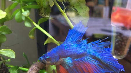 Blue voile dorsal abîmé