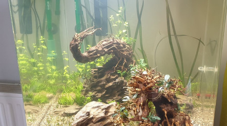 Aquarium Bonsaï 5 jours!