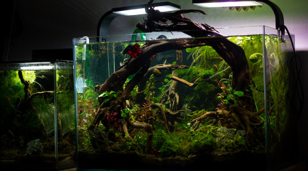 aquarium La forêt millénaire