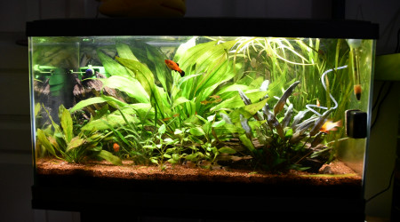 aquarium 60 l américain