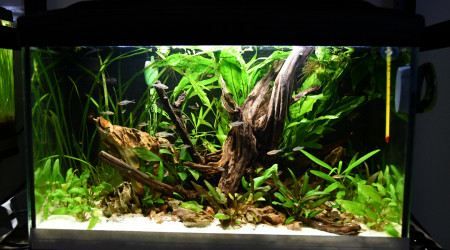 aquarium 75 litres