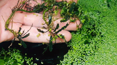 beau pied mère de Bucephalandra Belindae