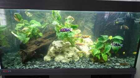 aquarium Cichlidés 460 L