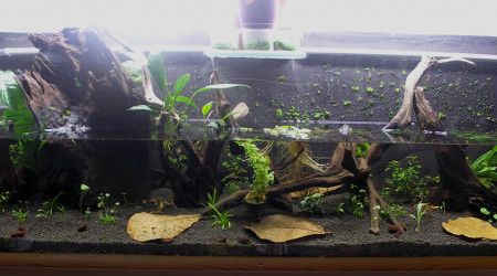 aquarium Roots-Bac