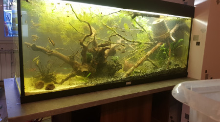 aquarium Amazonien