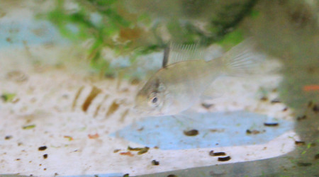 Ramiwarior âgé d'un mois et demi