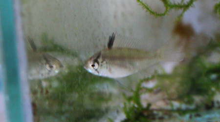 Ramiwarior âgé d'un mois et demi