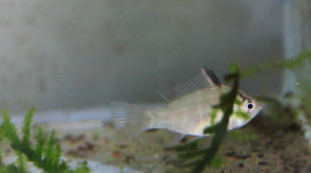 Ramiwarior âgé d'un mois et demi