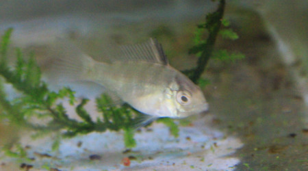 Ramiwarior âgé d'un mois et demi