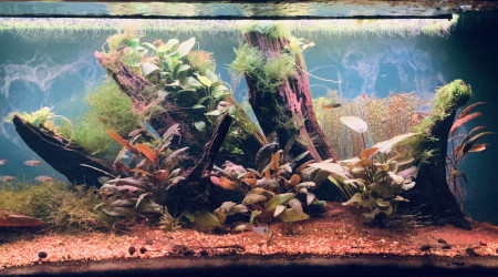 aquarium 350L Amazonien