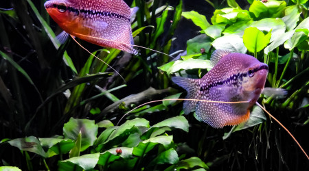 Le couple de Gouramis Perlés