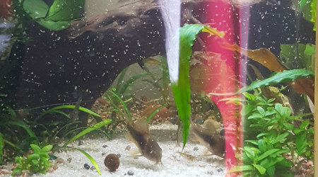 Il neige des rotifer !