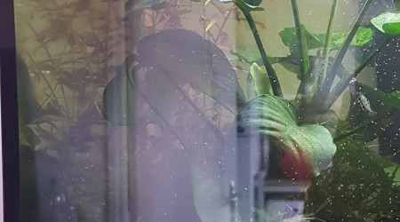 Il neige des rotifer !