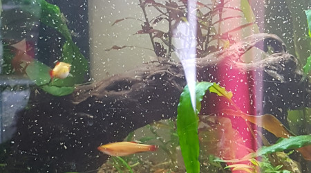 Il neige des rotifer !