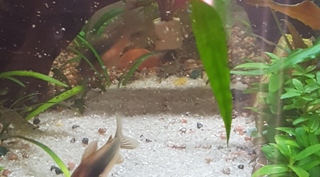 Il neige des rotifer !