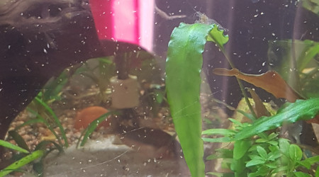 Il neige des rotifer !