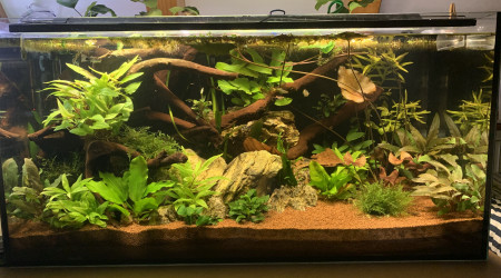 aquarium 200L Amazonien