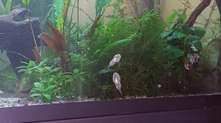 Pixi est de sortie... chacun fait sa vie.