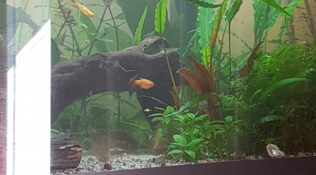 Pixi est de sortie... chacun fait sa vie.