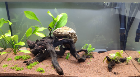 Nettoyage par les physes