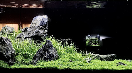 aquarium IwaLoft