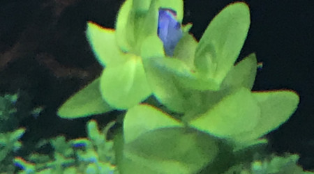 Bacopa de Caroline, ( caroliniana )