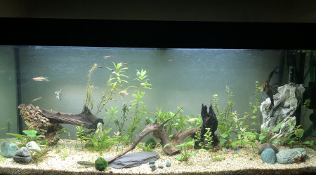 aquarium Tropical