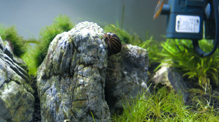 Les Trois Pucelles: 2 mois et demi après