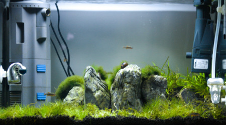 Les Trois Pucelles: 2 mois et demi après