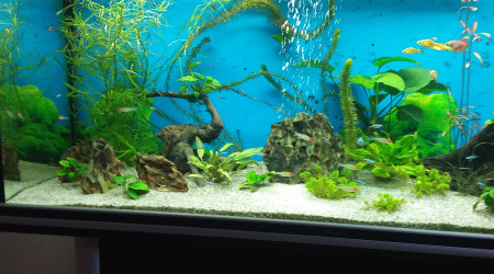 aquarium Poisson 1