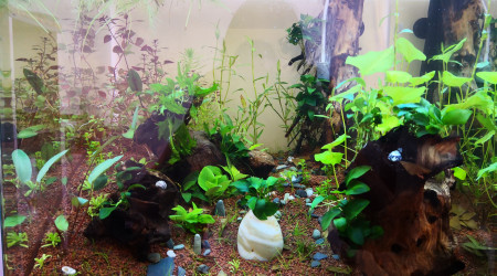 Ça pousse... Doucement mais sûrement