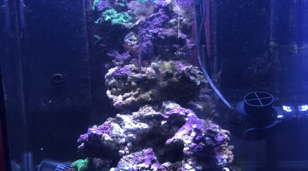 aquarium Petit eau de mer
