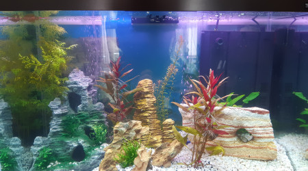 aquarium Ciano 98l