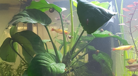 Ca pousse ça pousse