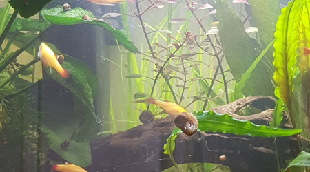 Ca pousse ça pousse