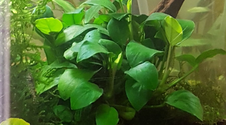 Ca pousse ça pousse