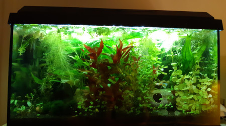 aquarium Low tech de sauvetage